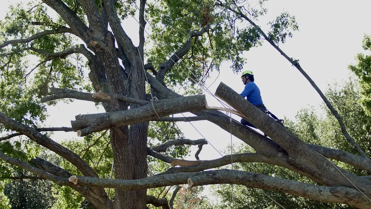 Professional Hazardous Tree Removal performed by certified arborists in Bridgeport