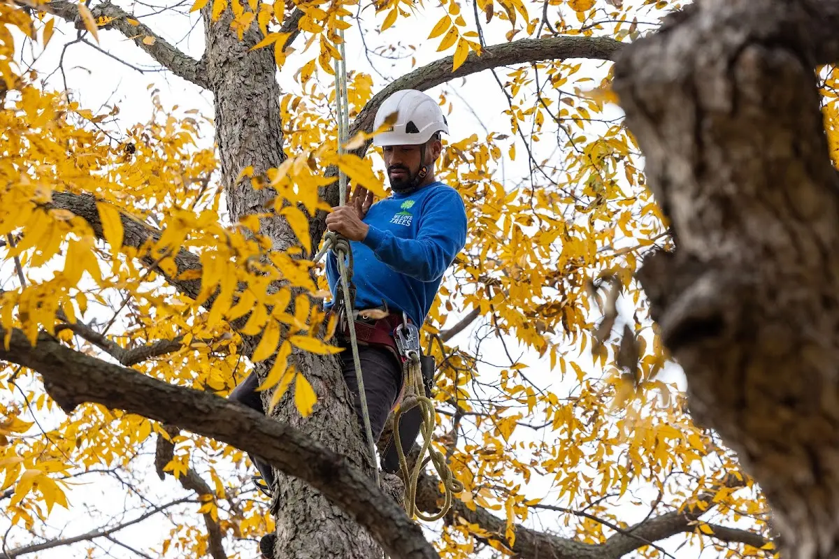 Skilled Storm Damage Cleanup crew working in Bridgeport